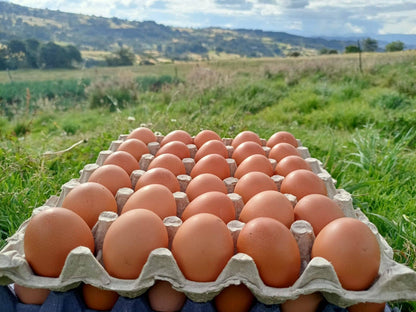 Huevos de Campo x 30 Unds
