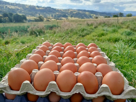 Huevos de Campo x 30 Unds